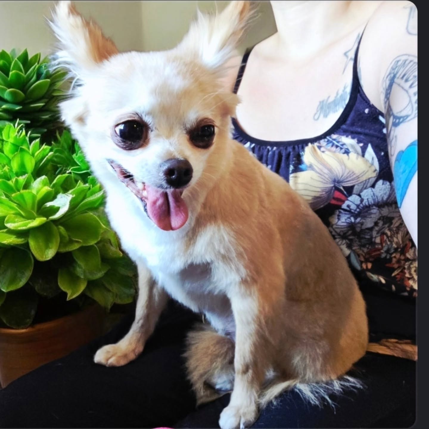 Small dog after a fresh groom at Tailored Loving Care